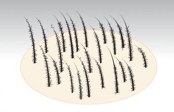 Touch up hairatin
